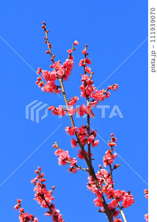 真っ赤な梅の花　大盃（おおさかずき）　 111939070