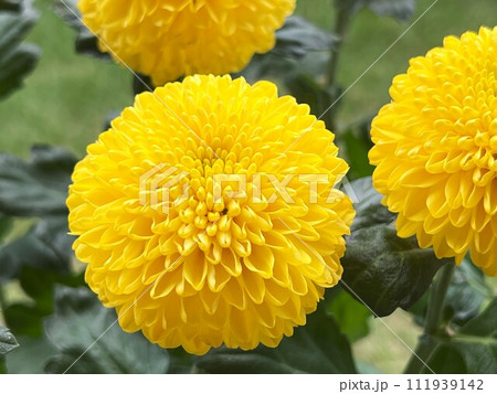 菊花圖 111939142.jpg