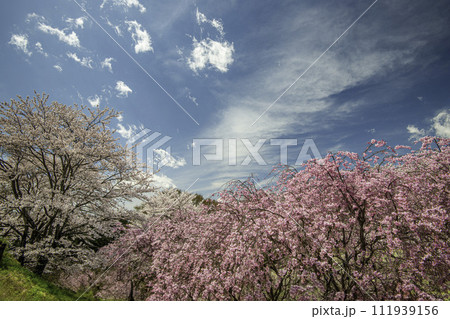 青空に映えるピンクの桜 111939156