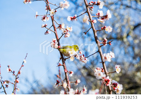 春の訪れ、梅の花とメジロ 春の訪れ、梅の花とメジロ 111939253