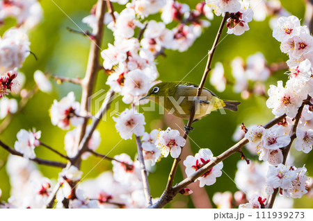 梅の花とメジロ、春の訪れを感じる 111939273