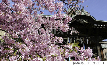 桜咲く桜神宮 桜咲く桜神宮 111939301