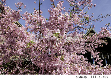 河津桜と花帯 111939305