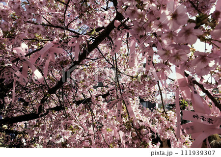 ピンク色の花びらが綺麗な桜と花帯 111939307