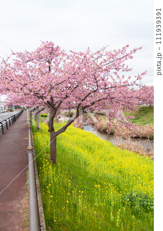 満開になった河津桜と菜の花(西古瀬川の河津桜 八幡桜 愛知県豊川市八幡町) 満開になった河津桜と菜の花(西古瀬川の河津桜 八幡桜 愛知県豊川市八幡町) 111939391