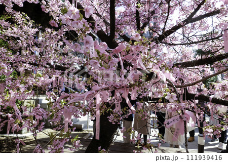 えんむすびの木と花帯3 111939416