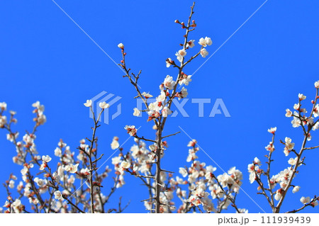 白いの梅　冬至梅（とうじばい）　 111939439