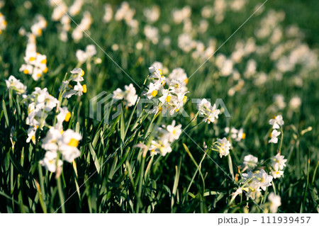 広がる水仙の花々 111939457