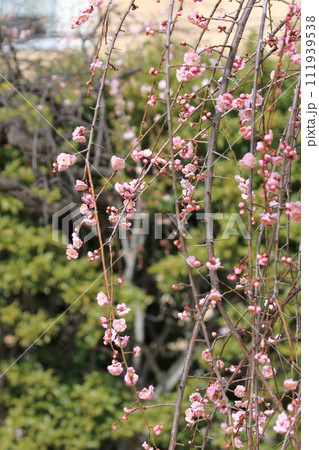 ピンク色のしだれ梅　「藤牡丹枝垂れ」 111939538