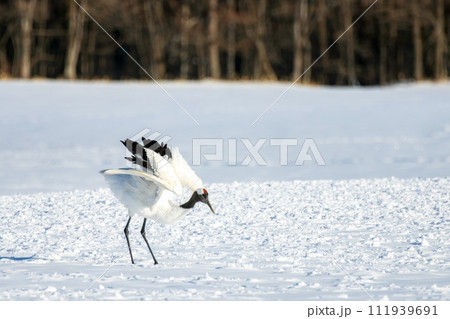 タンチョウがスキージャンプの練習 111939691