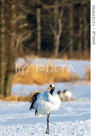 タンチョウの美しいポーズ タンチョウの美しいポーズ 111939692