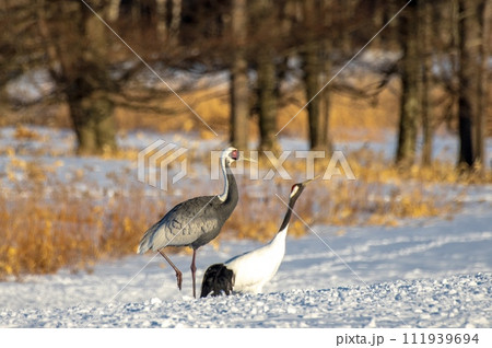 飛来したマナズルがタンチョウと仲良く 111939694