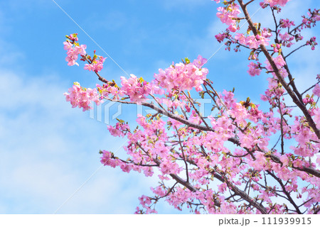 満開の河津桜 111939915