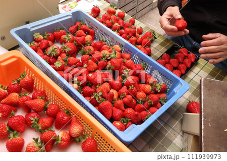 市場で売られる苺 市場で売られる苺 111939973