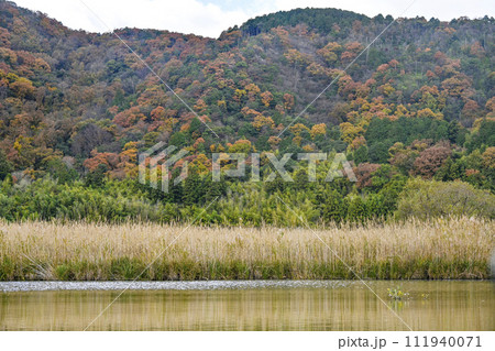 近江八幡水郷めぐり 111940071