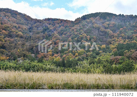 近江八幡水郷めぐり 111940072