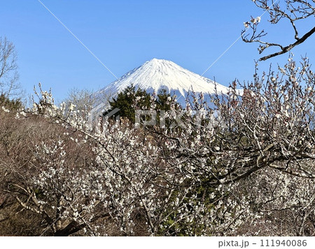 梅と富士山 111940086