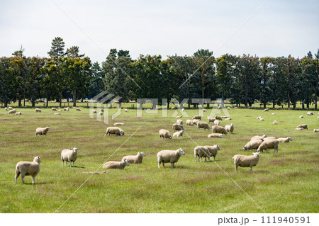 ニュージーランドの羊牧場 111940591