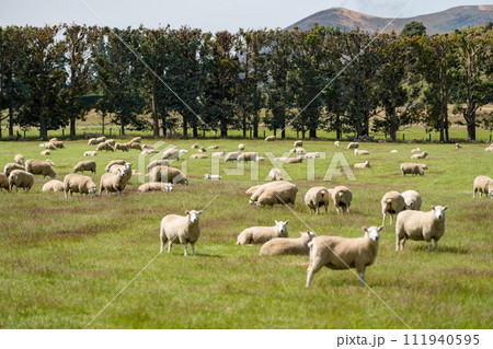 ニュージーランドの羊牧場 111940595