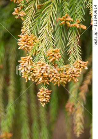 スギ花粉（スギの雄花と花粉） 111940614