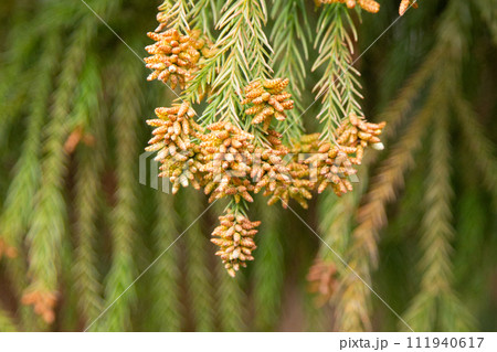 スギ花粉（スギの雄花と花粉） 111940617