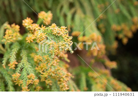 スギ花粉（スギの雄花と花粉） 111940631