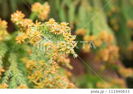 スギ花粉（スギの雄花と花粉） 111940633