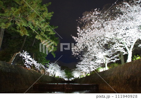 夙川公園の夜桜・兵庫県西宮市 夙川公園の夜桜・兵庫県西宮市 111940928