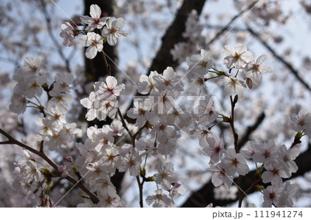 甲子園口・武庫川の桜・兵庫県西宮市 甲子園口・武庫川の桜・兵庫県西宮市 111941274