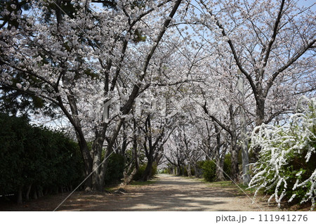 甲子園口・武庫川の桜・兵庫県西宮市 甲子園口・武庫川の桜・兵庫県西宮市 111941276