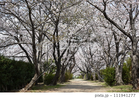 甲子園口・武庫川の桜・兵庫県西宮市 甲子園口・武庫川の桜・兵庫県西宮市 111941277