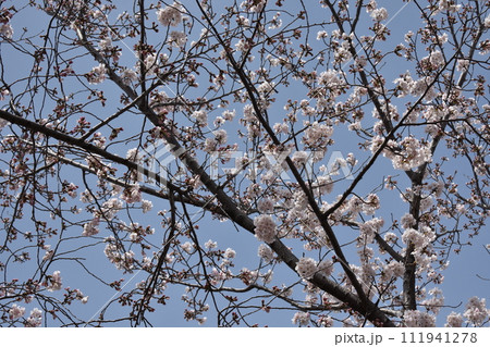 甲子園口・武庫川の桜・兵庫県西宮市 111941278