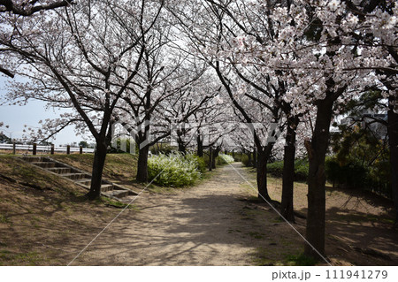 甲子園口・武庫川の桜・兵庫県西宮市 甲子園口・武庫川の桜・兵庫県西宮市 111941279