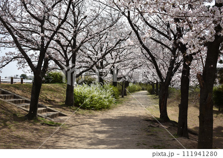 甲子園口・武庫川の桜・兵庫県西宮市 甲子園口・武庫川の桜・兵庫県西宮市 111941280