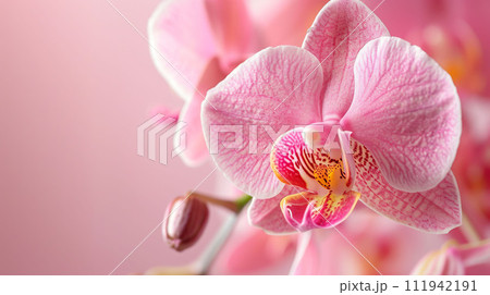 Generated AI. Beautiful pink orchid on light background, close up. Space for text.	 111942191