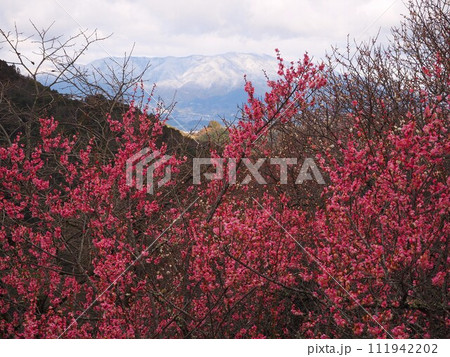 奈良県　賀名生梅林からの眺望 111942202