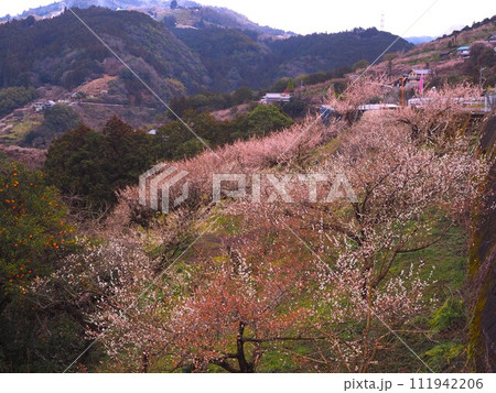 奈良県　賀名生梅林からの眺望 111942206