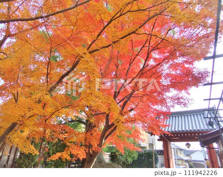 乙訓寺の秋の紅葉 乙訓寺の秋の紅葉 111942226