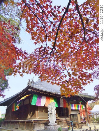 乙訓寺の秋の紅葉 乙訓寺の秋の紅葉 111942230