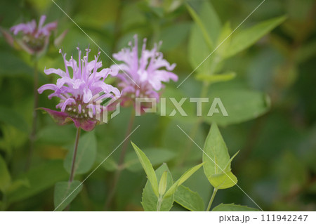 ヤグルマハッカ ヤグルマハッカ 111942247