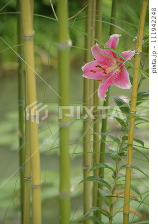 百合 百合 111942248