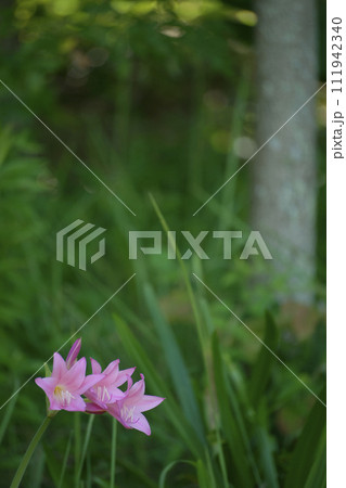 アマクリナム 111942340