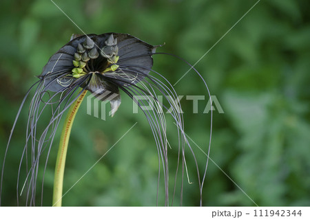 ブラックキャット 111942344