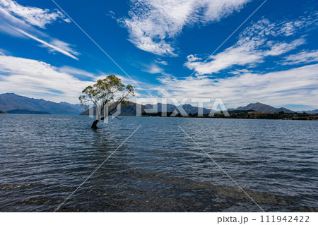 ワナカ湖のワナカツリー ワナカ湖のワナカツリー 111942422