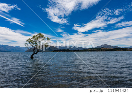 ワナカ湖のワナカツリー ワナカ湖のワナカツリー 111942424