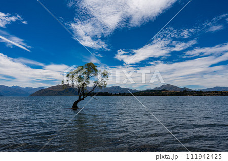 ワナカ湖のワナカツリー 111942425