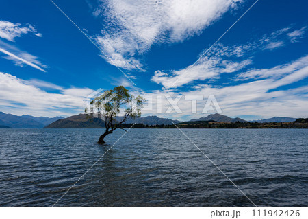 ワナカ湖のワナカツリー ワナカ湖のワナカツリー 111942426