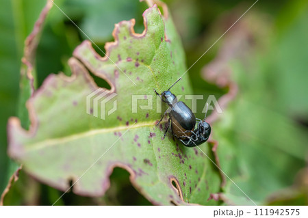 交尾するコガタルリハムシ 交尾するコガタルリハムシ 111942575