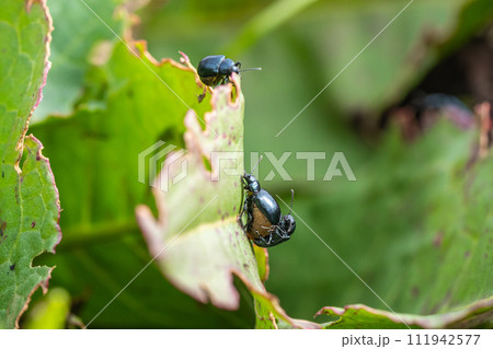 交尾するコガタルリハムシ 111942577