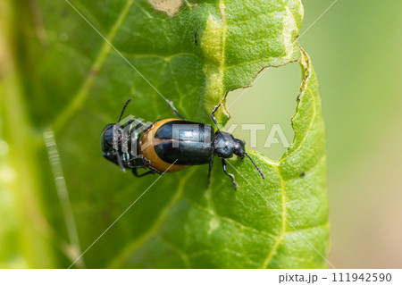 交尾するコガタルリハムシ 交尾するコガタルリハムシ 111942590